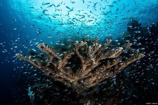 深海令人胆寒!还有必要探索深海?