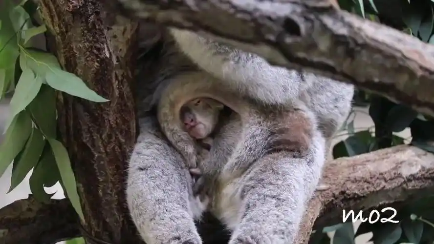 【考拉】从育儿袋里探出头的小考拉!