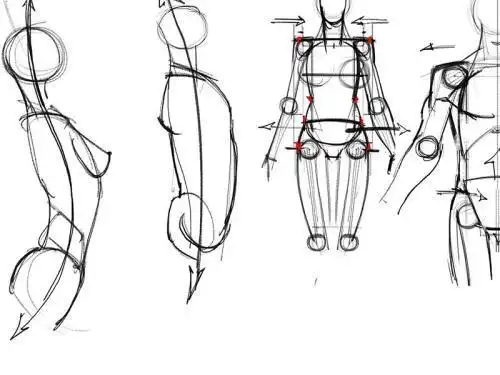 正常人体解剖学姿势简笔画