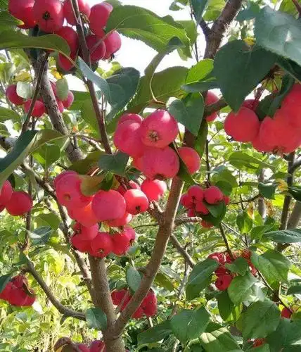 它是海棠树结的果子人称小苹果一身都是宝