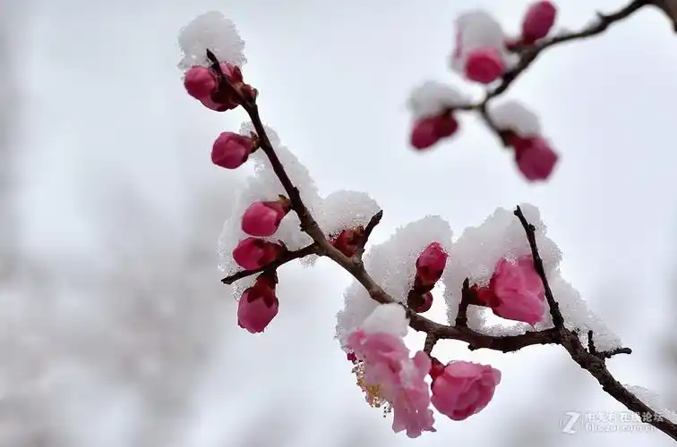 在发一组傲雪寒梅