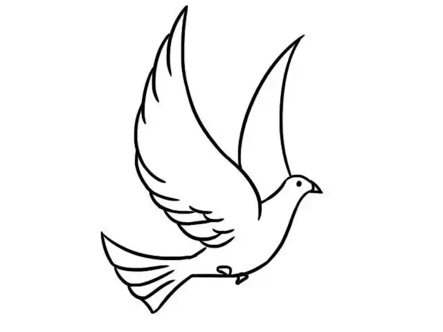 白鸽简笔画三步完成