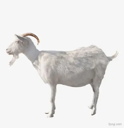 白毛的老山羊png素材透明免抠图片-动植人物