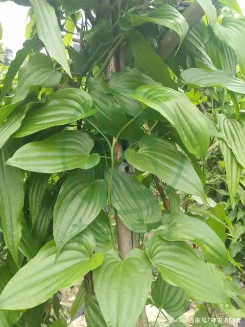 中药古今研究:百部