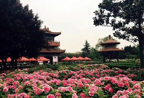 洛阳中国国花园牡丹花开成海这里是国内最大牡丹观赏园