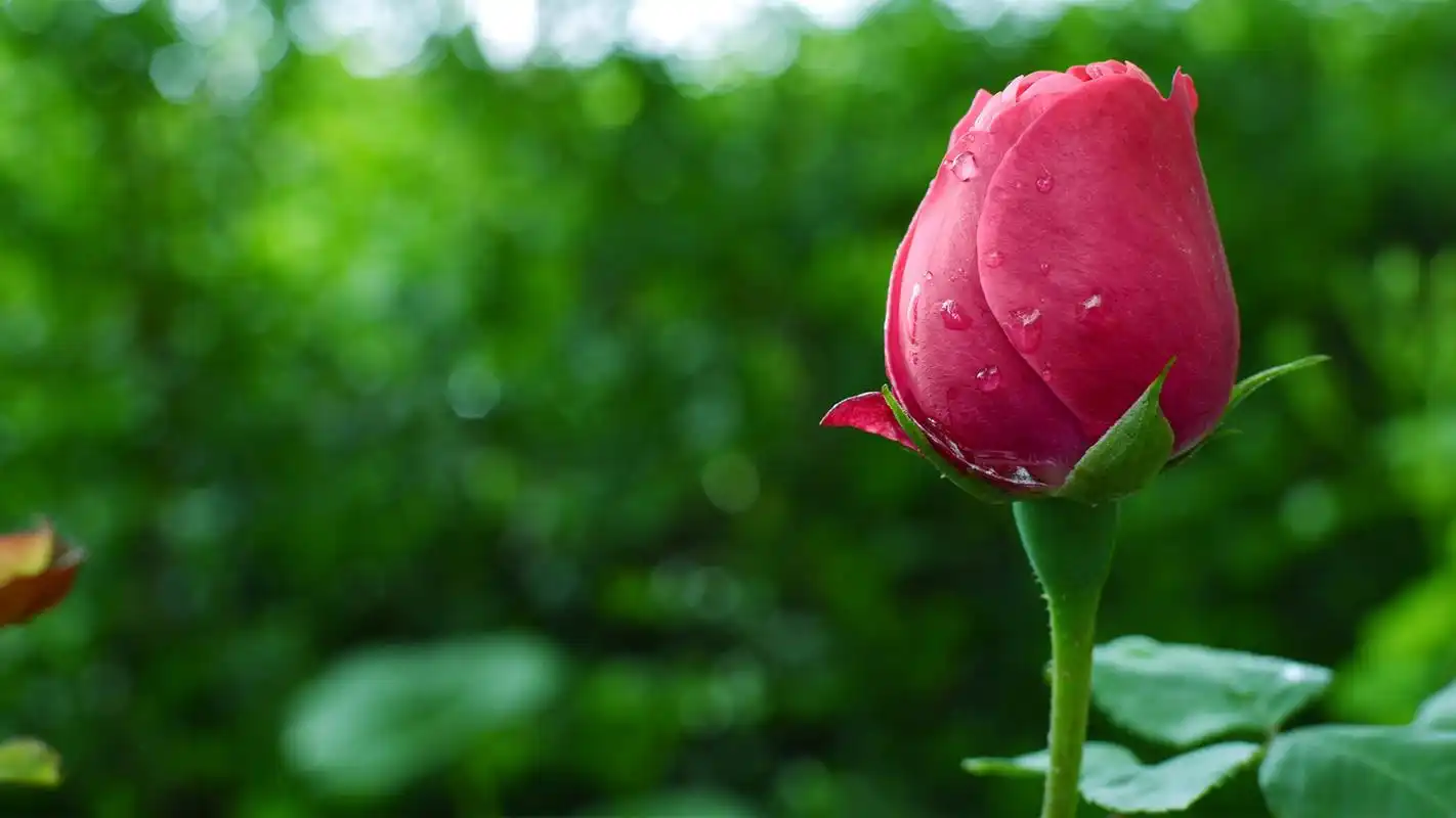 秀丽玫瑰高清桌面壁纸