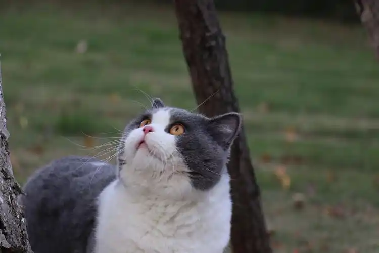 沐米猫舍英国短毛猫蓝白色种猫