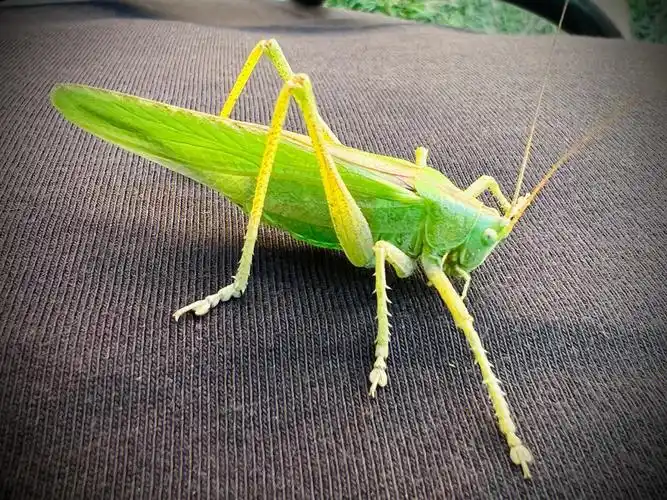 绿蝈蝈跳到身上的第一反应别动让我拍张照