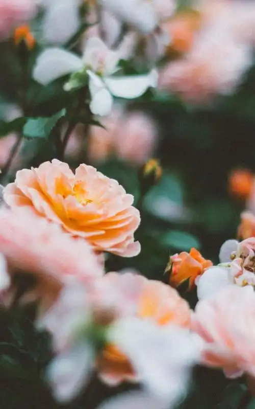 搜罗唯美图片合集手机锁屏壁纸下载