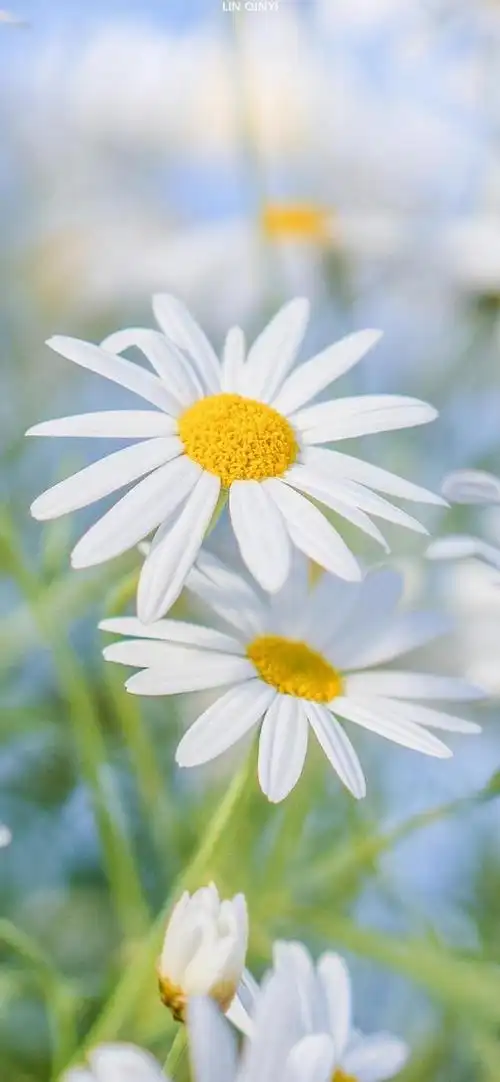 多彩壁纸355期|大自然风景壁纸 太喜欢这种小清新手机壁纸了