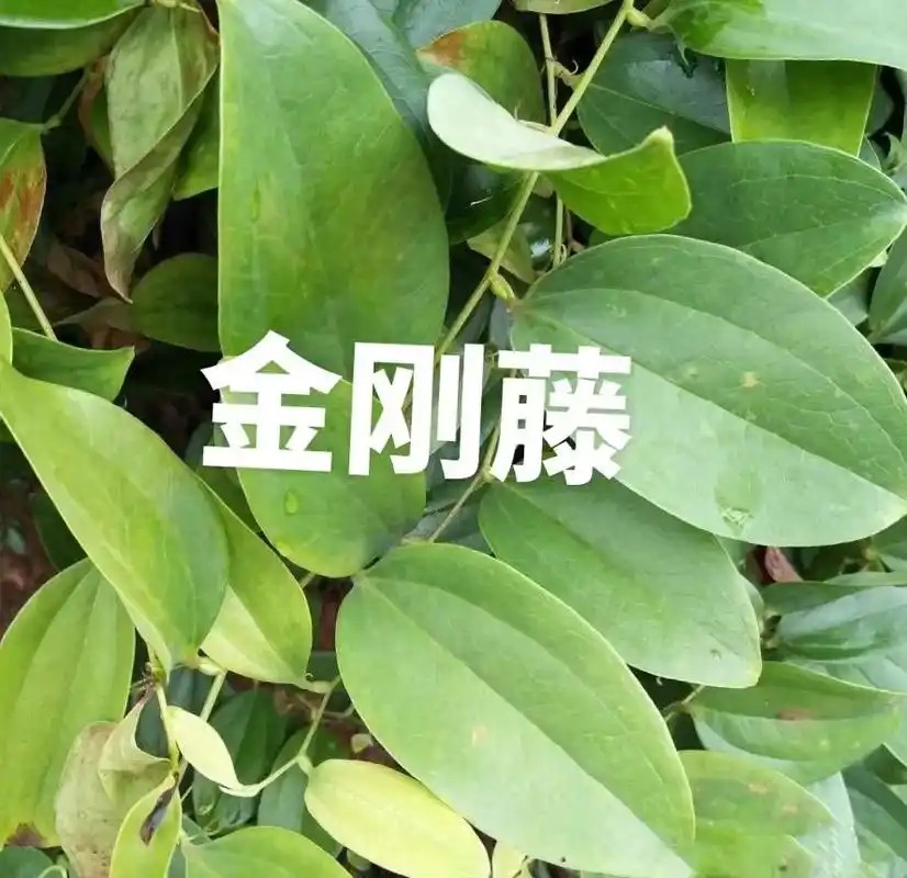 金刚藤又名菝葜,铁菱角,马加勒,筋骨柱子,红灯果,冷 - 抖音