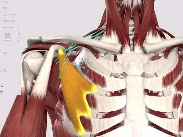 功能解剖|胸小肌