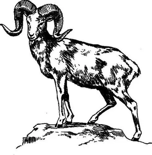 盘羊剪贴画20更新 一起来画可爱的大白羊小绵羊盘羊等卡通简笔画太生