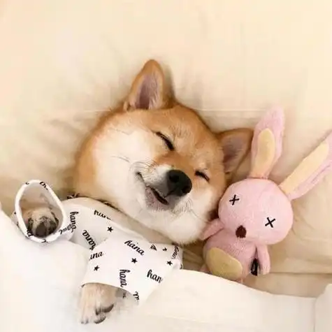 柴犬微信可爱头像图片 微信头像图片大全 -【爱个性】