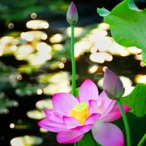 佛系图片头像禅意荷花 独一无二的佛系莲花图片微信头像_微信头像