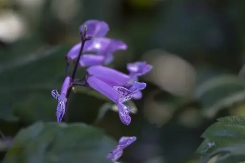 莫娜紫香茶菜vv首发