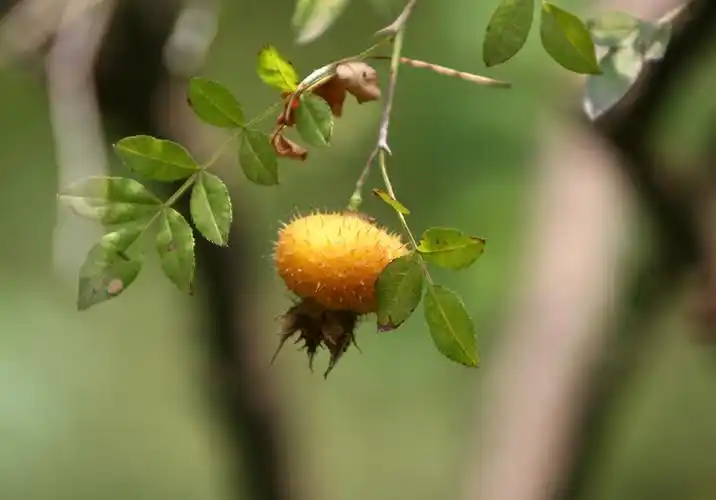 带刺的小黄果