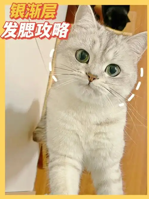 猫咪发腮的秘密92一看就懂