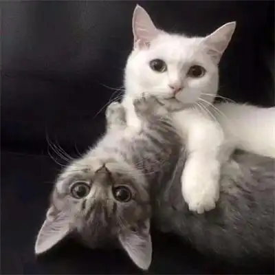 超萌猫咪情侣头像图片
