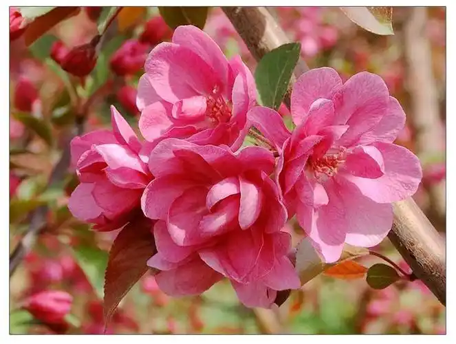 基地直销北美海棠花色鲜艳北美海棠观赏价值极高北美海棠