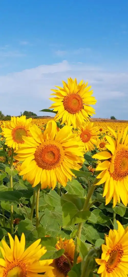 有没有都是向日葵的壁纸呢,让人看了心情超好的?