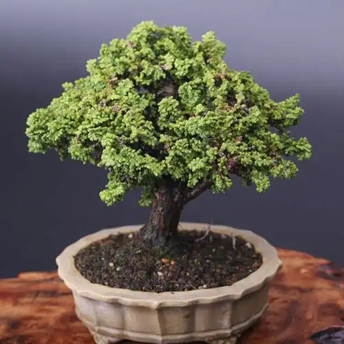 怡景园 日本小品石化桧大树型微型盆景高档盆栽 实物拍摄仅此一盆