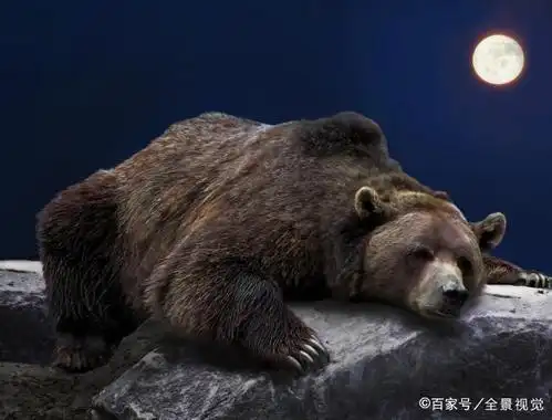 熊是怎样冬眠的?正在冬眠的熊可能被东北虎拖出去吃掉吗?