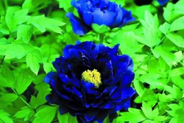 都说蓝色系的牡丹不好看,看完这些蓝色牡丹再评价