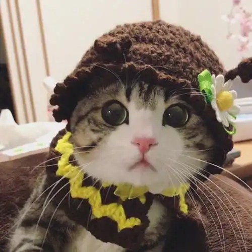 女生头像 可爱头像 喵星人(转载自微博)