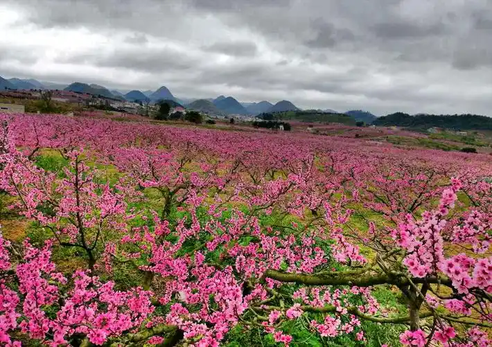 贵州也有十里桃花的美好憧憬,你知道是哪里吗?