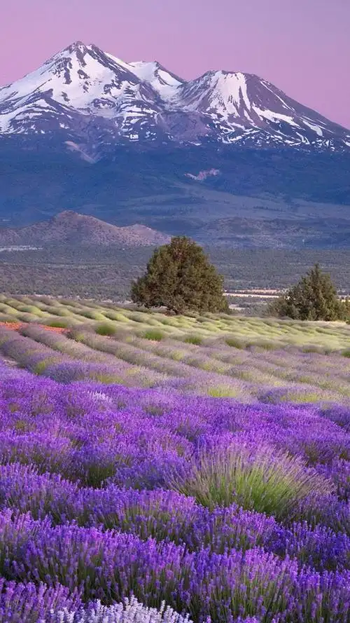 【1080*1920竖屏手机壁纸】紫色薰衣草 精选植物风景高清1080*1920
