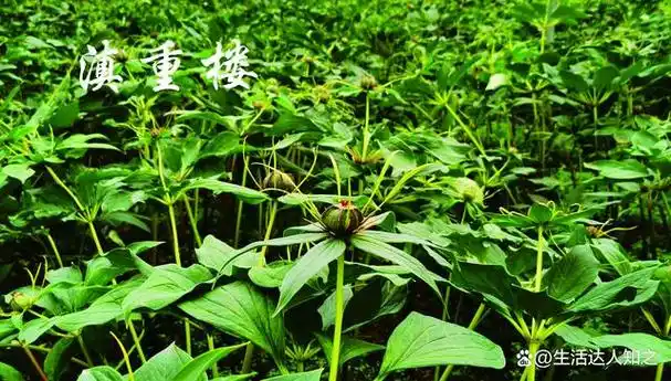 重楼又名七叶一枝花,有千年以上的药用历史