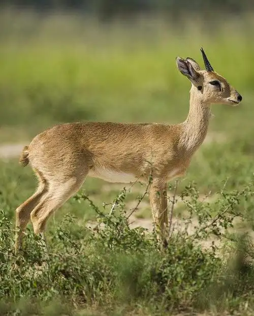 偶蹄目·反刍亚目·牛科·麂羚(小羚羊)亚科:小羚羊