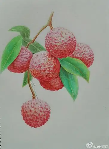 彩铅手绘(荔枝熟了)作者:@高盼画画