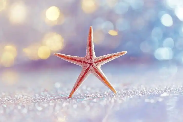 特写红色的海星在沙滩上