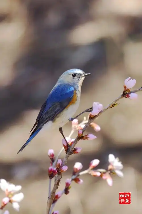 鸟嬉桃花入镜来(红胁蓝尾鸲,2019.3.31摄于沈阳中山公园)