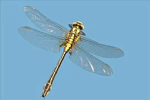 白蜻蜓图片_白蜻蜓图片大全_白蜻蜓图片下载