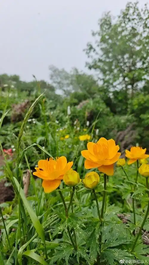 野花,也有少量保护级的金莲花,满眼望去,星星点点,充满野性的自然美