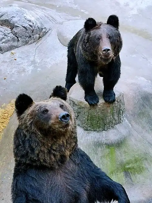 青岛东方熊牧场