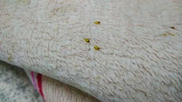 好多好多像芝麻一样 当初我还以为是芝麻没留意～结果满屋地和沙发都