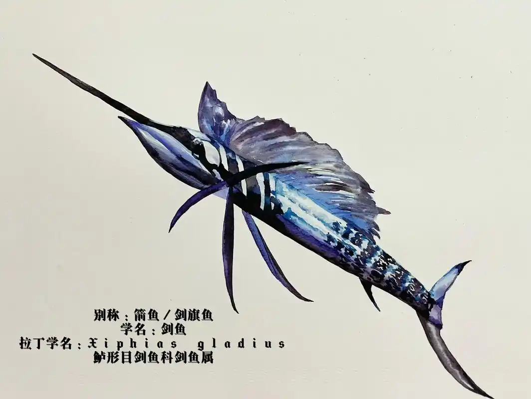 原创水彩动物作品剑鱼