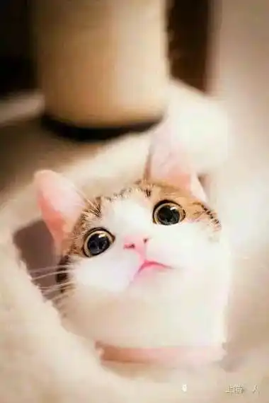 萌到心坎里的猫咪,真是萌死人不偿命啊!_信号_箭头