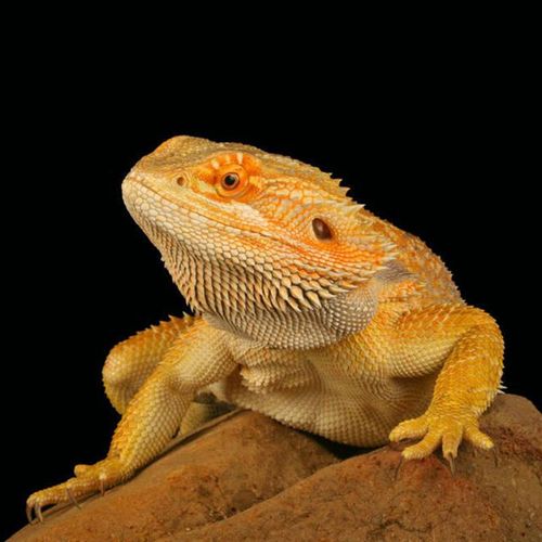 店铺推荐豹纹守宫蜥蜴宠物活体爬宠入门级新手好养易活不咬人不咬人蓝