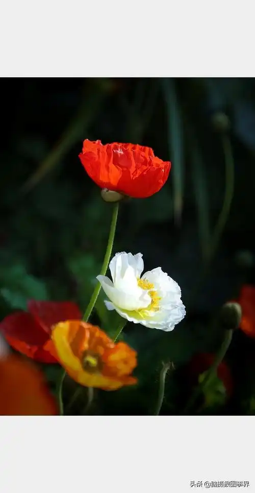 2021年春天实拍21张虞美人花照片感觉这3种颜色都比较难拍