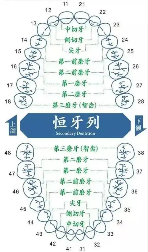 【牙齿矫正 】拔牙矫正为什么大多选择拔掉4号牙呢?