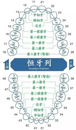 厦门牙齿矫正一定要拔牙吗?一下子拔4颗是不是太多了?