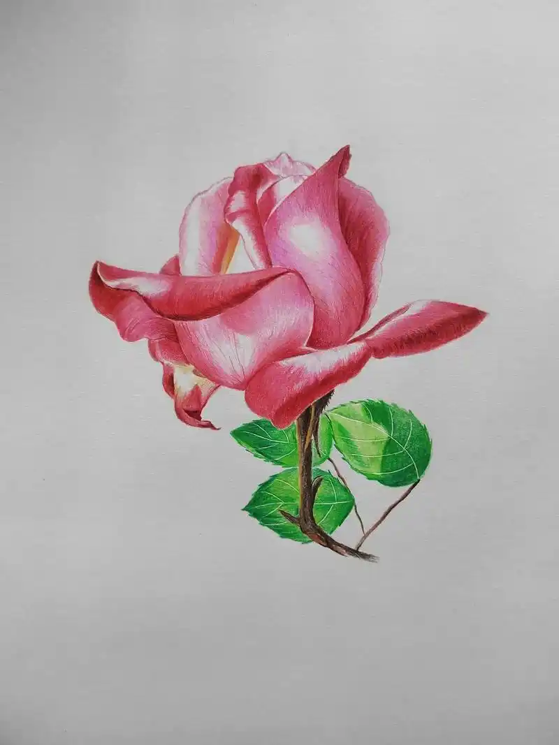 简单易学的彩铅花卉玫瑰花画法