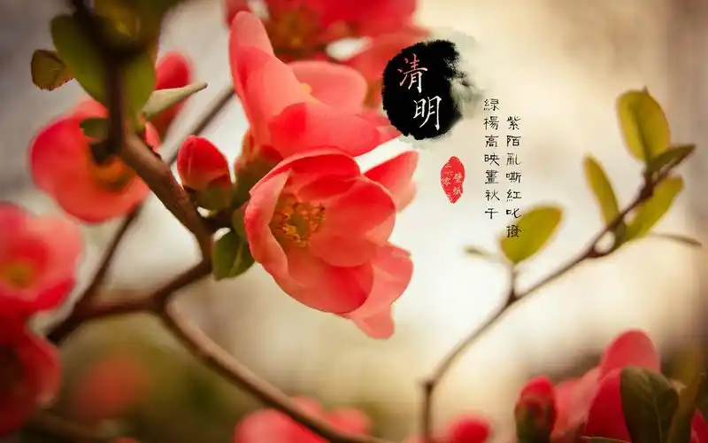 24节气清明景色迷人