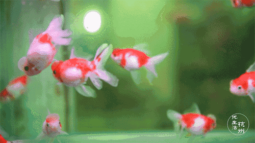 陪伴了杭州人17年的花鸟市场有黑幕