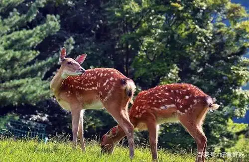 伊春金山鹿苑半开放散养梅花鹿和天山马鹿,适合摄影和观景